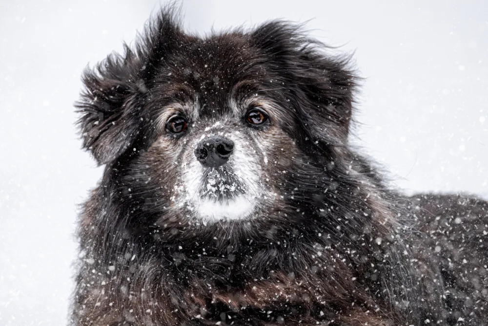 Kimberly: In Praise of Older Dogs