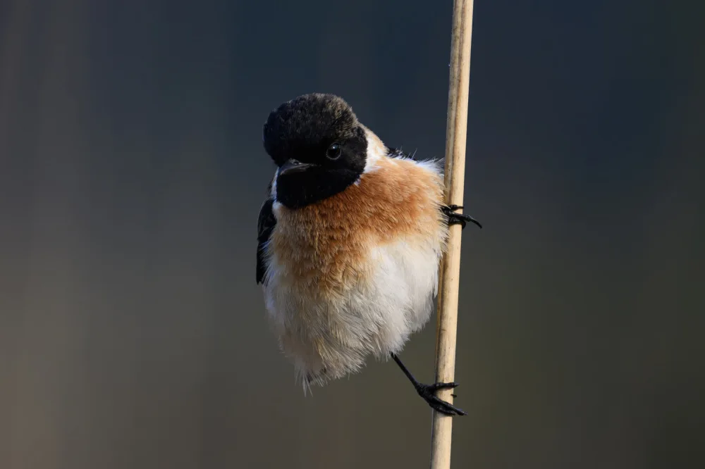 SAMANTA, KUMAR SAMIR: European Stonechat