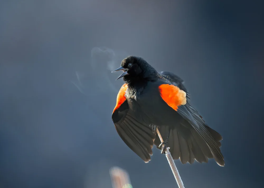 Chen, Li: Morning call