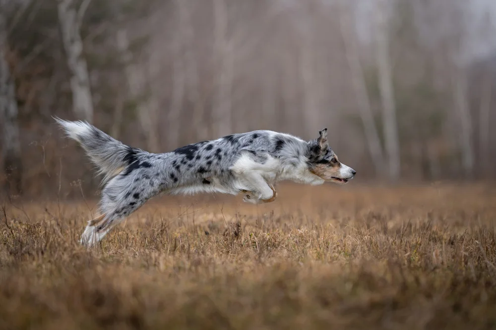 TaraWillow: Run-run-run