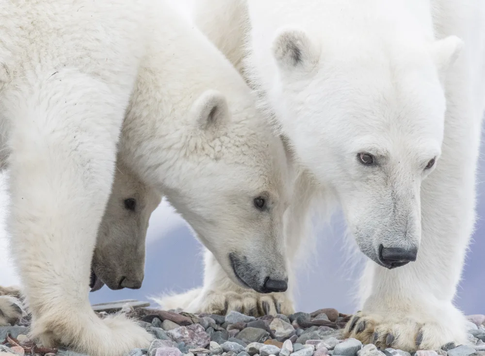 Nagpal, Manish: Mommy and cubs