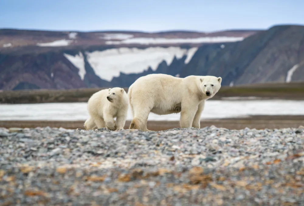 Nagpal, Manish: Mommy and cub