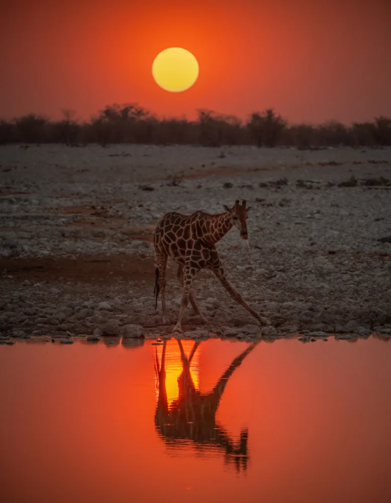 Telhami, Isam: thirsty giraffe