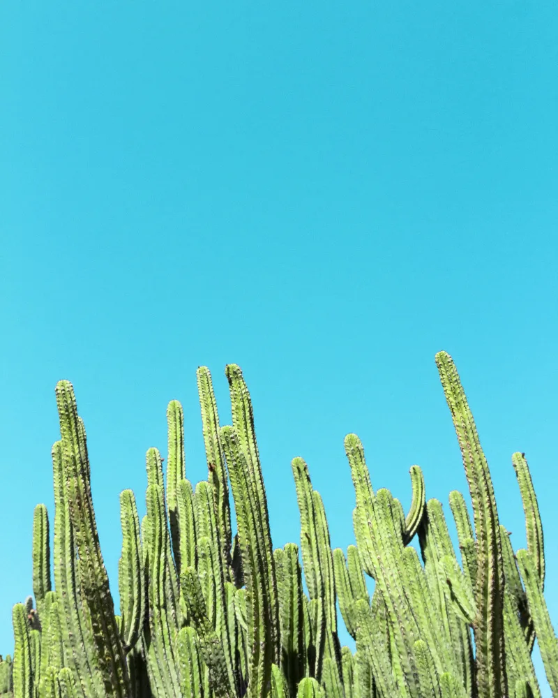 Windeknecht, Tom: Cactus atteignant le ciel