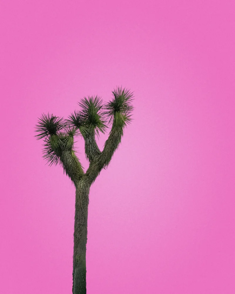 Windeknecht, Tom: Joshua Tree avec ciel rose