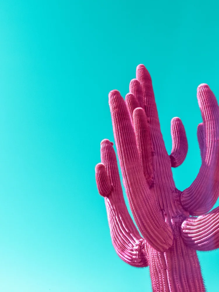 Windeknecht, Tom: Saguaro rose magenta