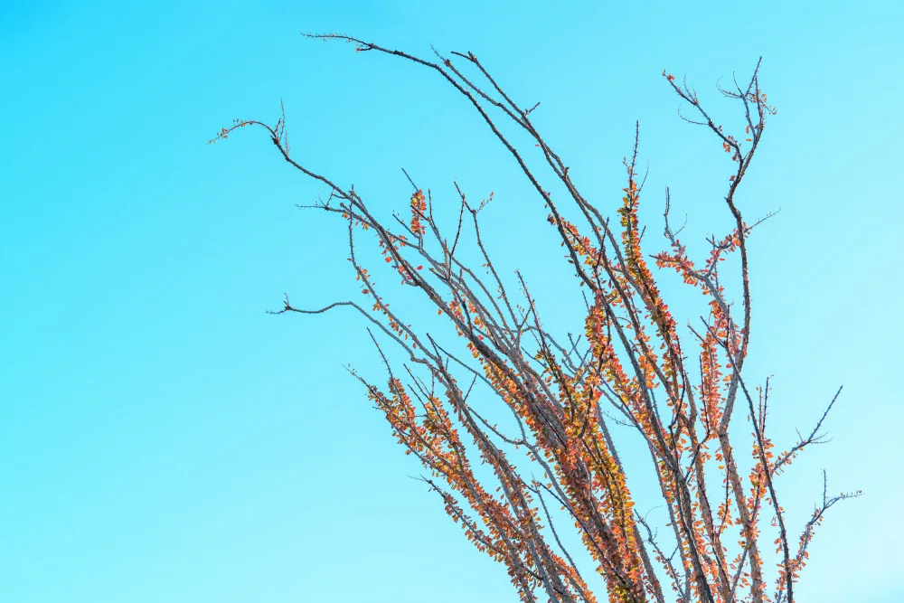 Windeknecht, Tom: Ocotillo à l’automne