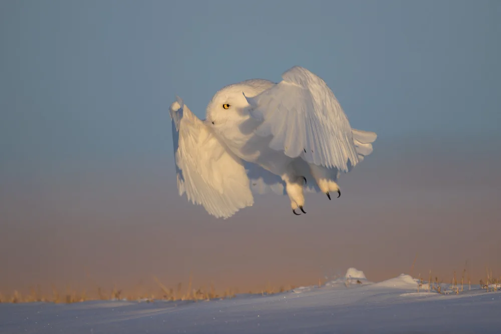 Zuo, Jun: Schneeeule