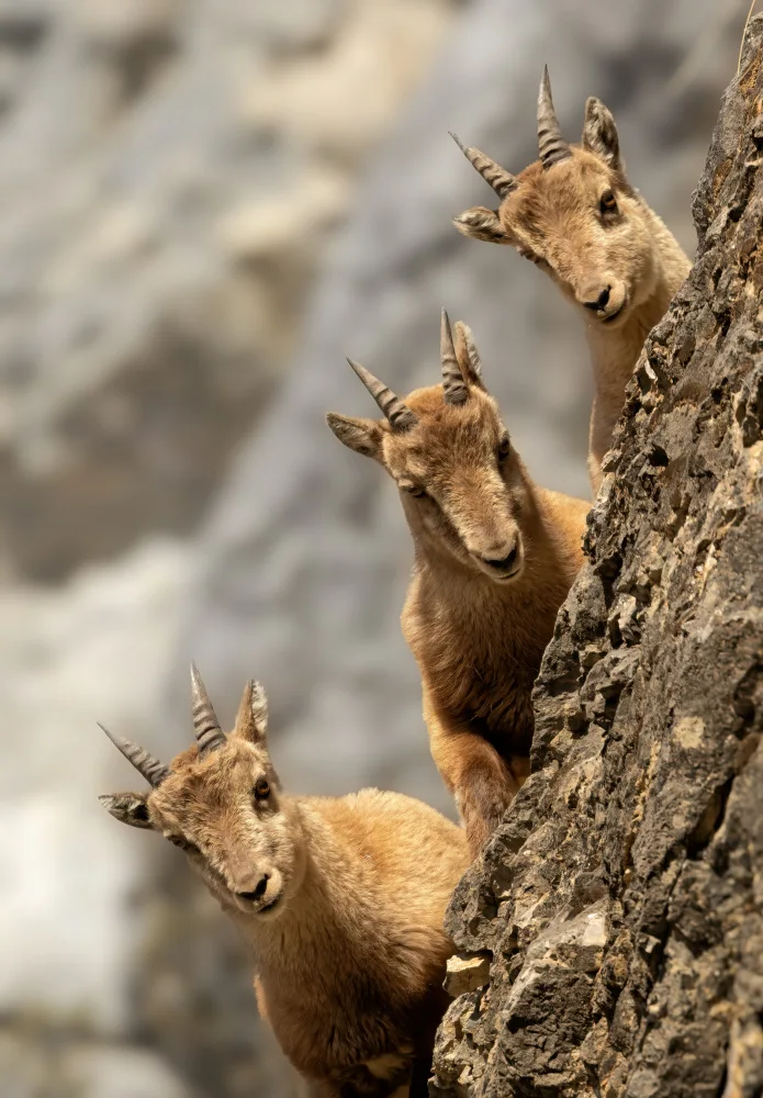 Barisone, Marco: cuccioli curiosi