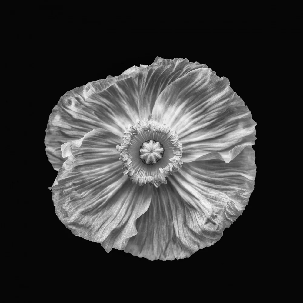 Grønkjær, Lotte: Poppy portrét