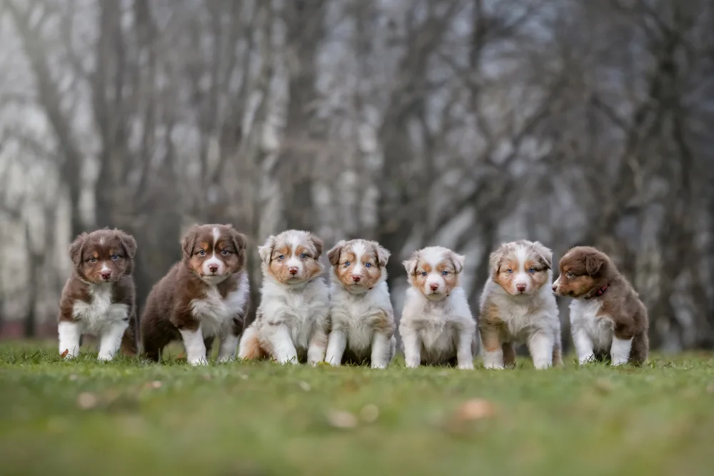 TaraWillow: Puppy group