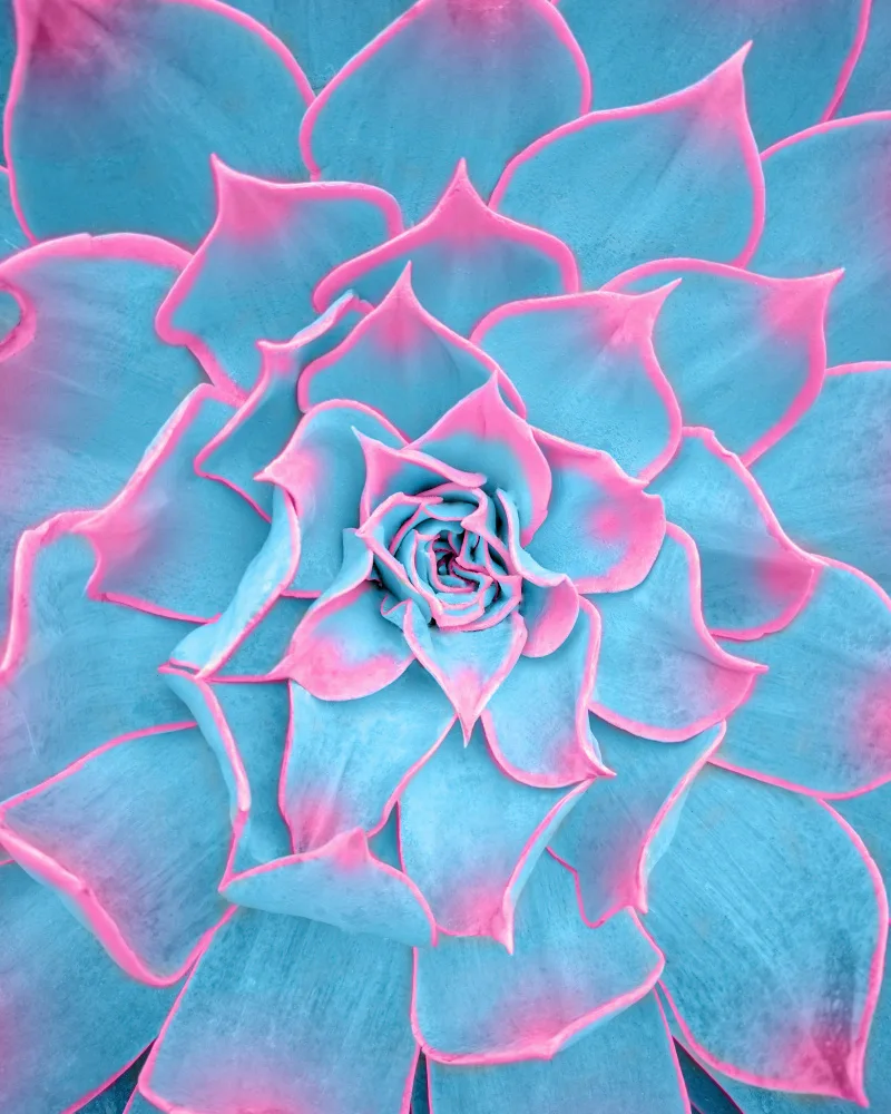 Windeknecht, Tom: Succulentes bleues et roses
