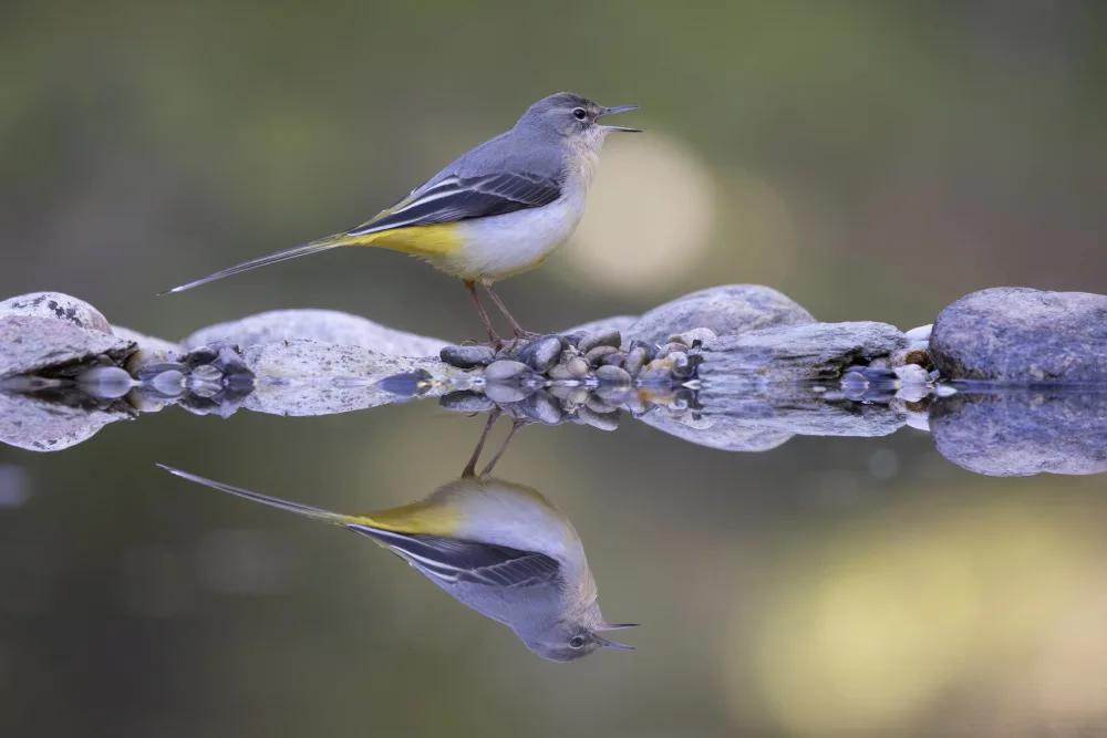 Bolla, Paolo: Grey wagtail