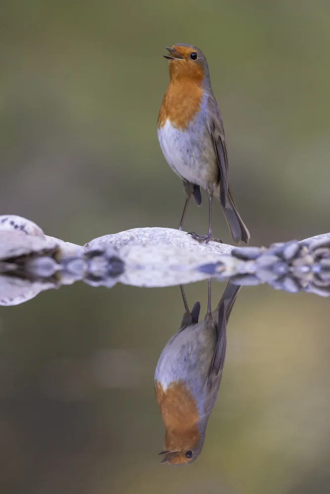 Bolla, Paolo: Robin