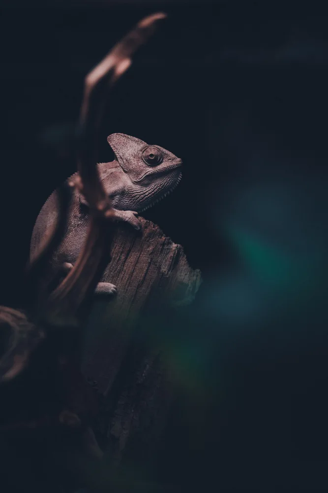 ISHIKAWA, HISASHI: Caméléon