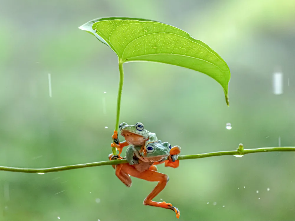 islam, al Nashruddin: par de ranas verdes