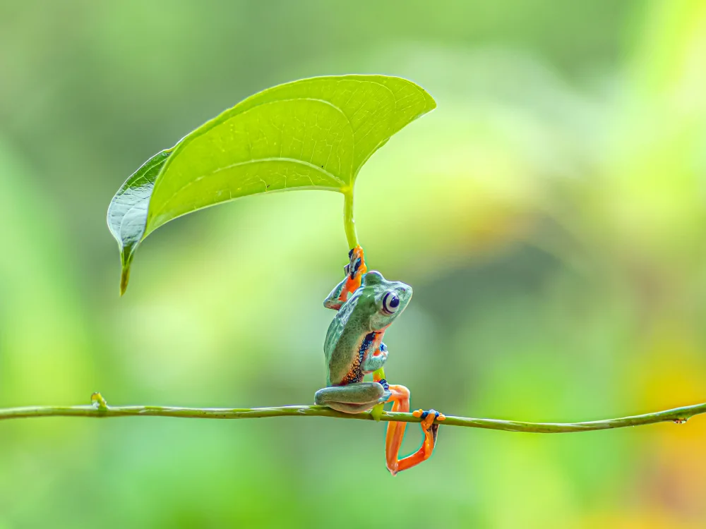 islam, al Nashruddin: Green frog