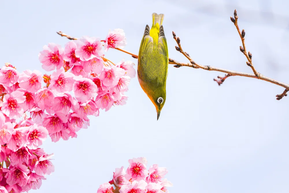 TORIKAI, JUNKO: Early spring