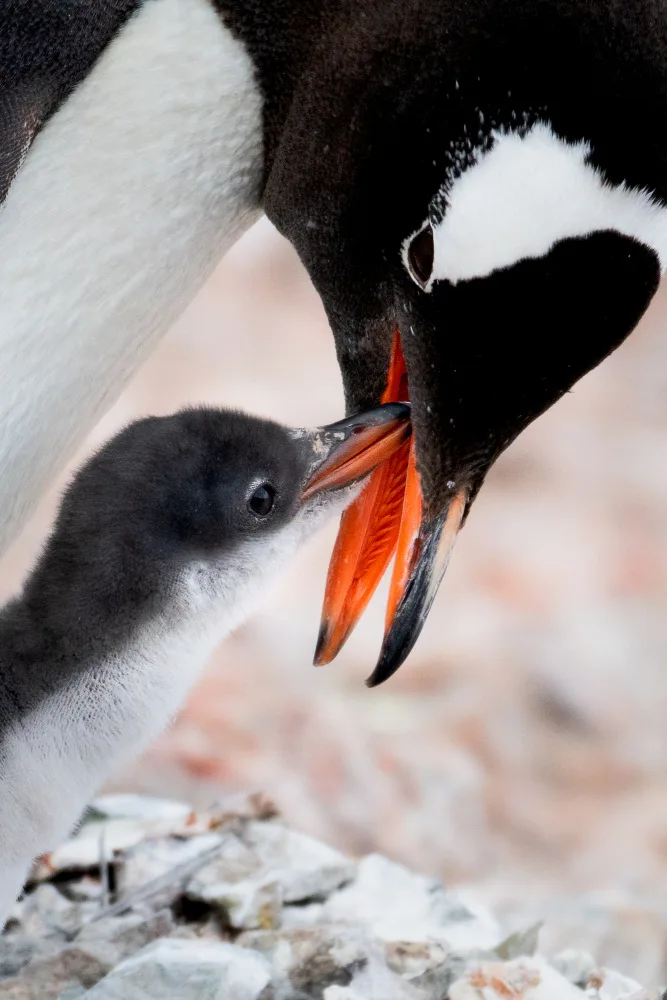 Wei, and Siyu: Penguin Kiss