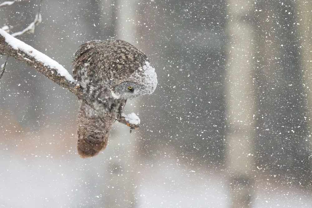 Zuo, Jun: Jagd im Schnee