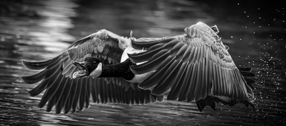 Mendoza, Danny: Canadian goose