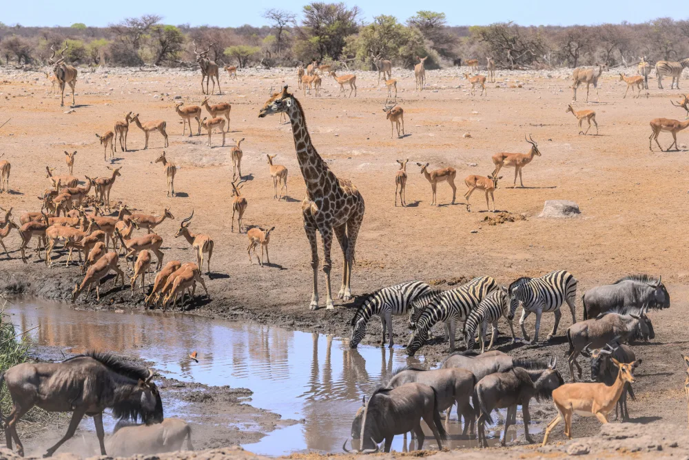Badalov, Jamil: Waterhole madness