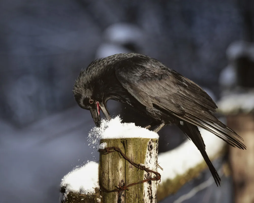 Firešová, Michaela: Hungry rook in the winter