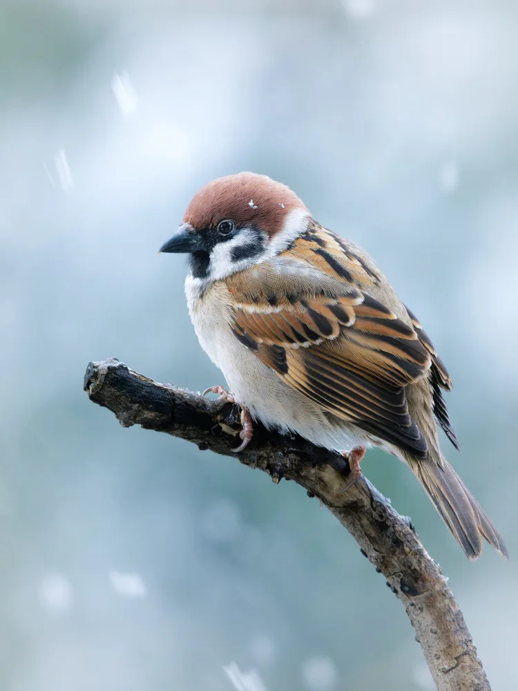 Hirai, Takiko: sparrow in the snow