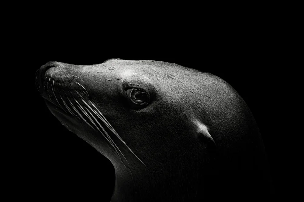 Meermann, Christian: Sea Lion