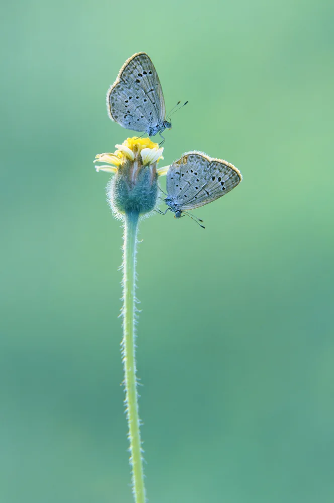 Pamungkas, Edy: Mariposas gemelas