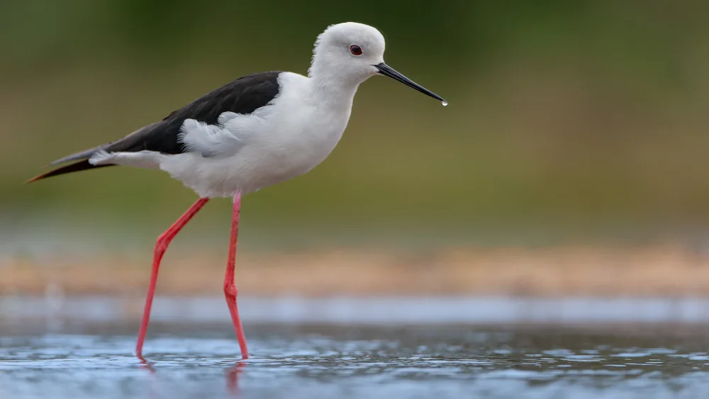 FrancoisVenter: Stilt on the stroll