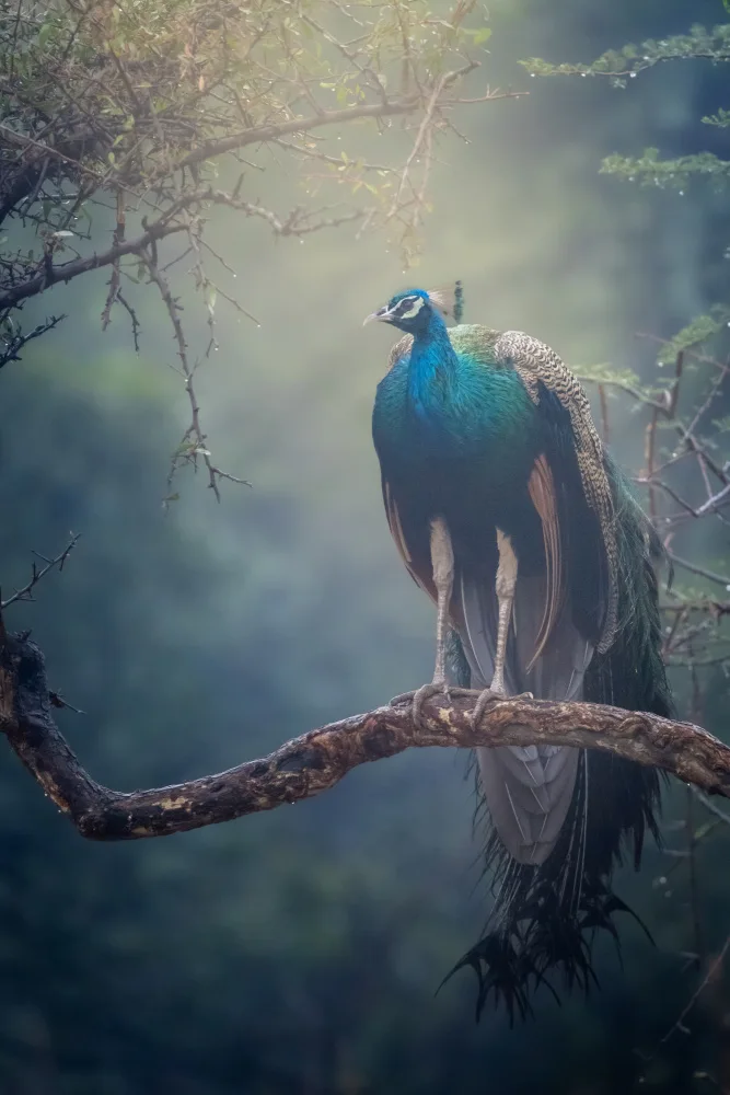 Sharma, Abhinav: Peacock in Rain