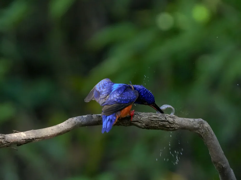 SAFAAT: Common kingfisher