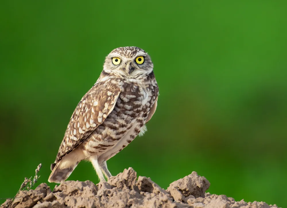 SD, Allen: Owl6