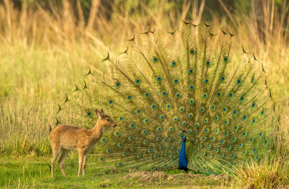 Phadke, Ashwin: Deer, How do I Look?