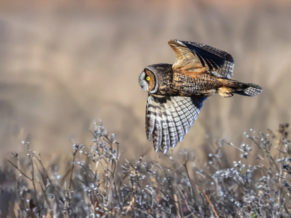 (吉星高照), Taksing: Long-eared owl