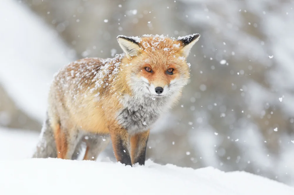 Rossini, Alessandro: Red Fox & snowflakes