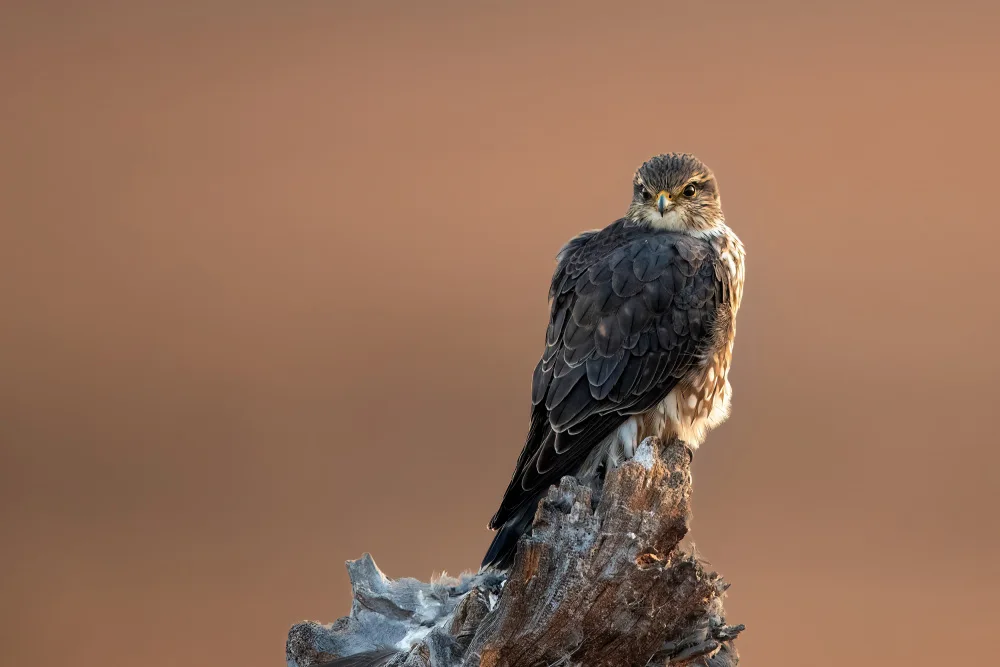 Lu, Bill: Sunrise