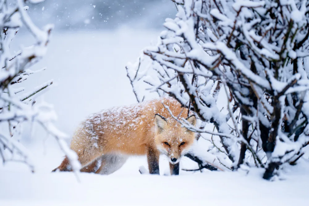 Chen, Johnny: Red Fox in a winter setting