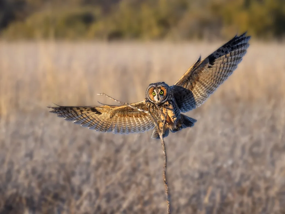 (吉星高照), Taksing: Hibou des marais