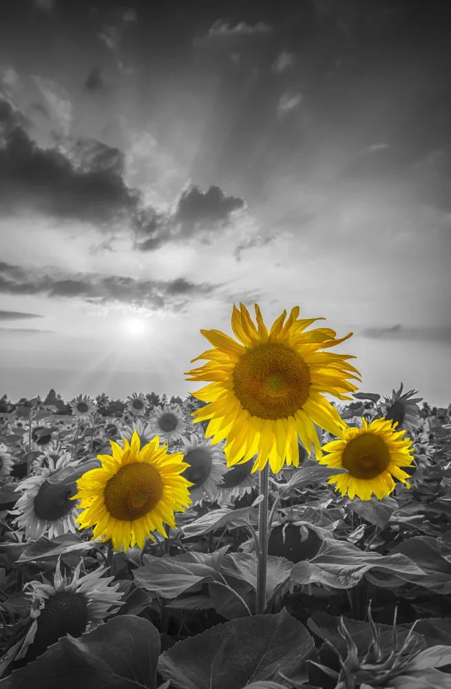 Viola, Melanie: Yellow pop sunflowers