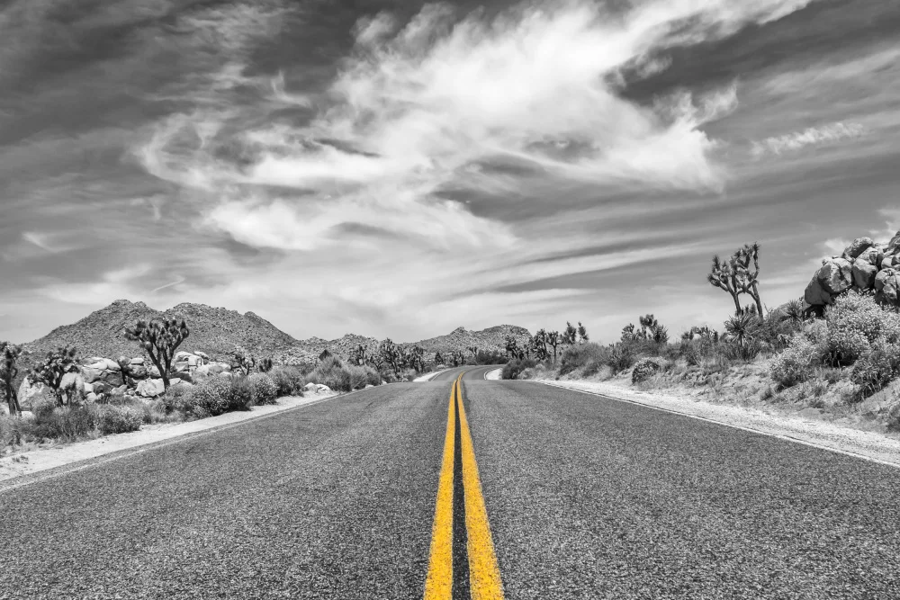 Viola, Melanie: Park Boulevard, Joshua Tree National Park