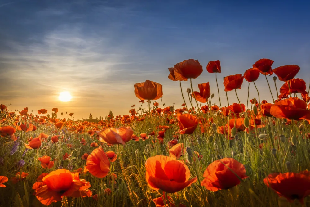 Viola, Melanie: Poppies in the sunset