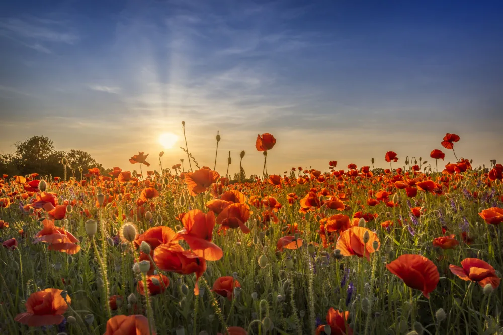 Viola, Melanie: Poppy idyll in sunset