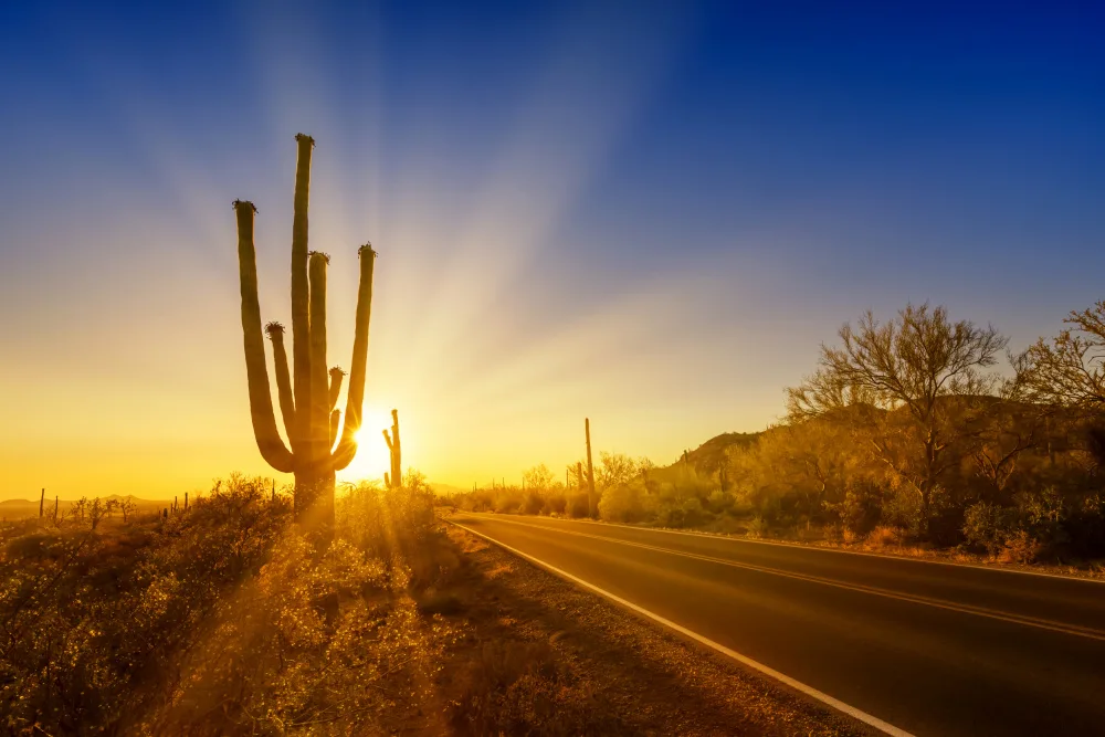Viola, Melanie: SAGUARO NATIONAL PARK Setting Sun