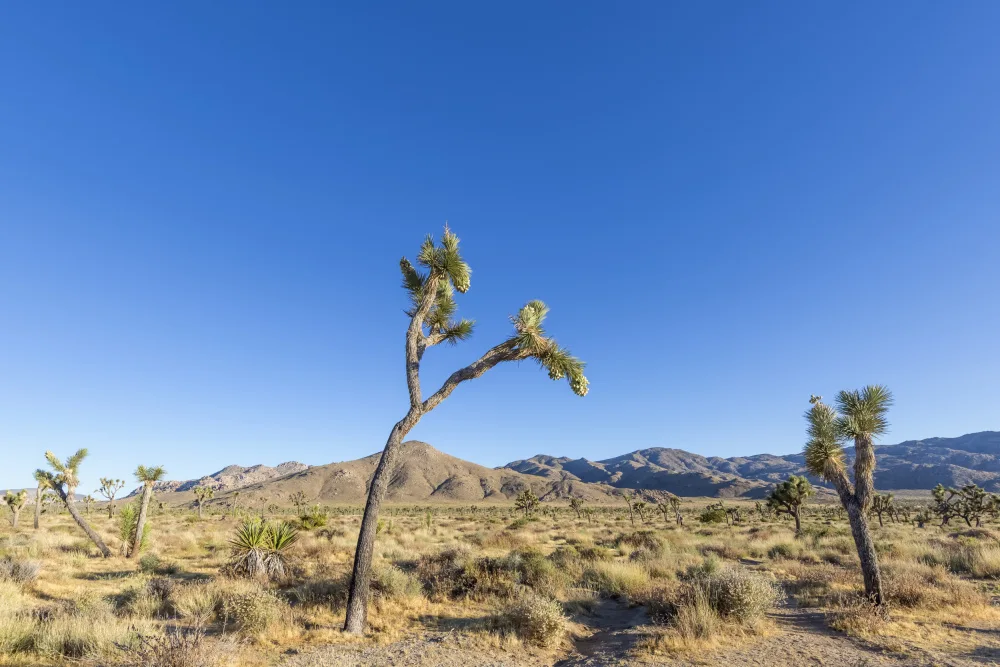 Viola, Melanie: Impressione del Parco nazionale di Joshua Tree