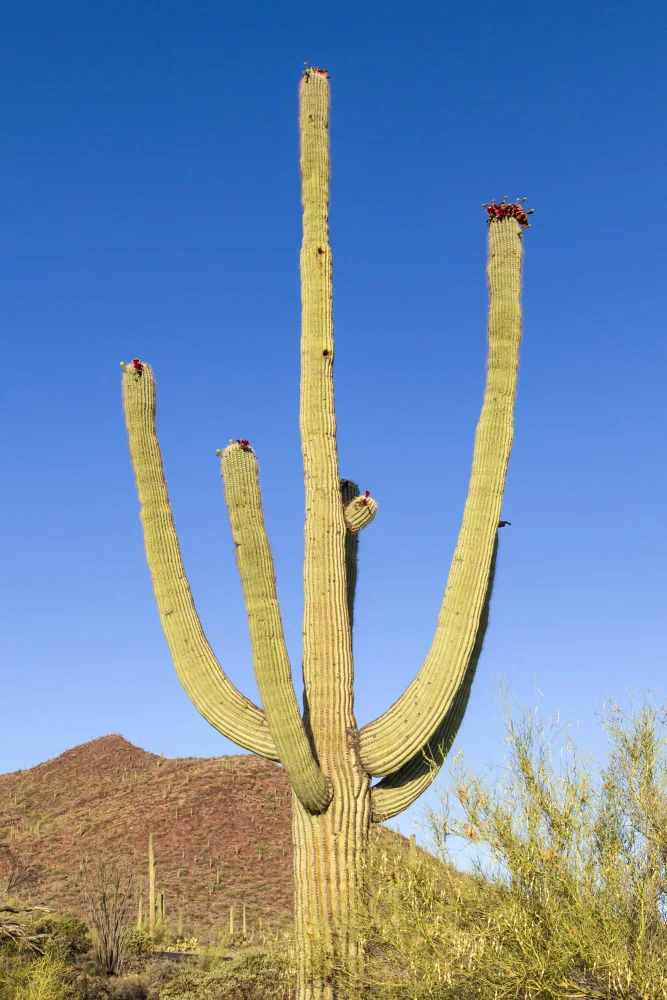 Viola, Melanie: NÁRODNÍ PARK SAGUARO Obří Saguaro