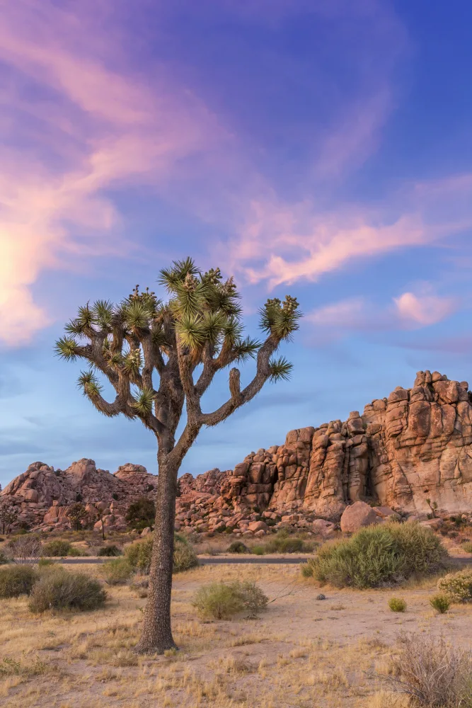 Viola, Melanie: Ambiance du soir à Joshua Tree
