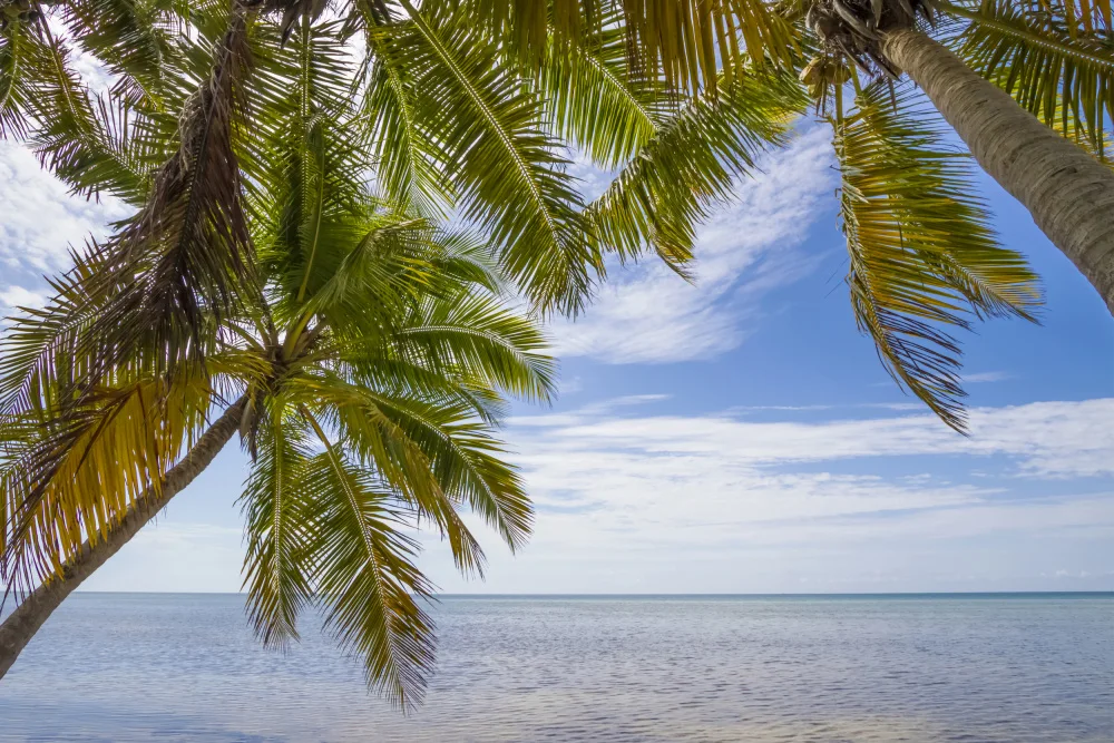 Viola, Melanie: FLORIDA Gorgeous Oceanside