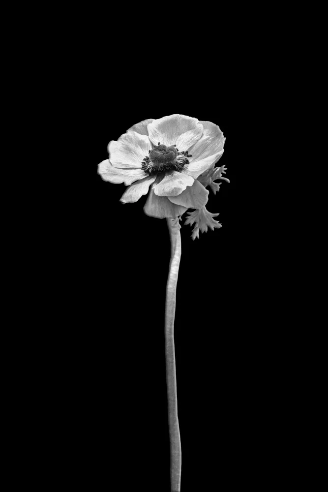 Viola, Melanie: Anemone coronaria | disegno scuro